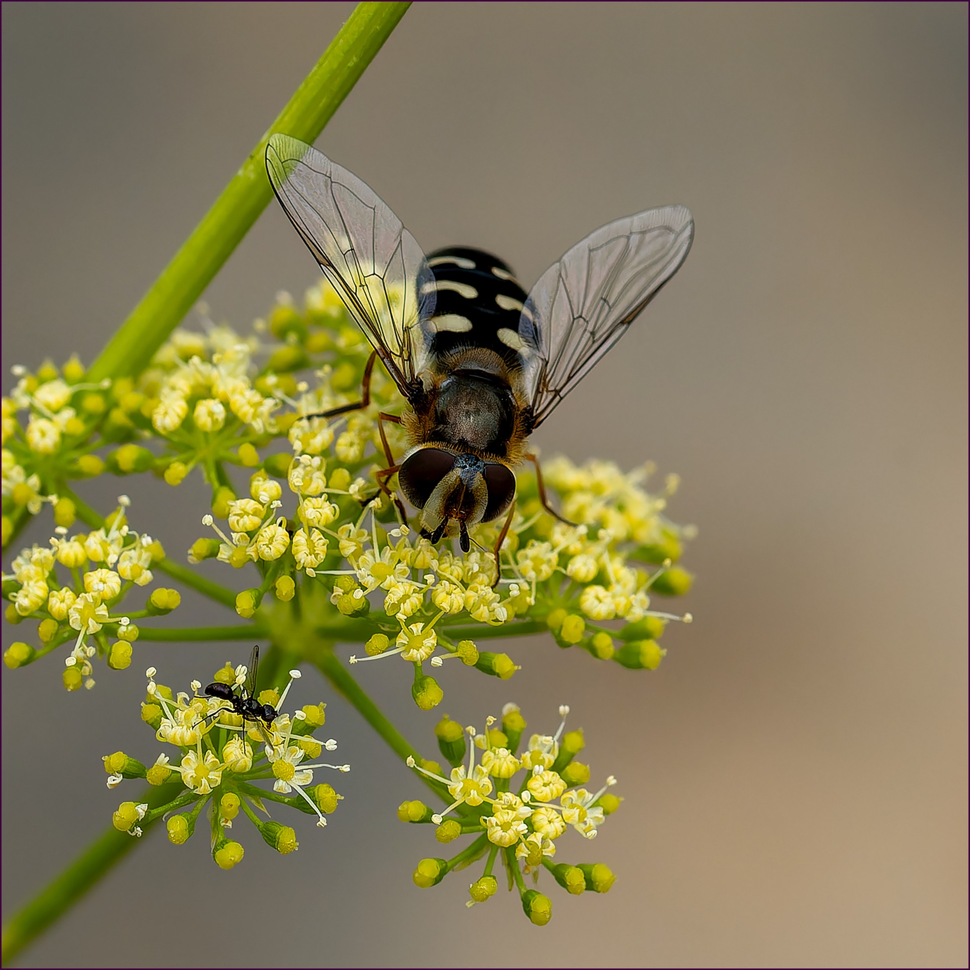 La mouche et la fourmi DSC9874